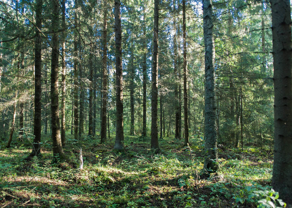Metsä.jpg