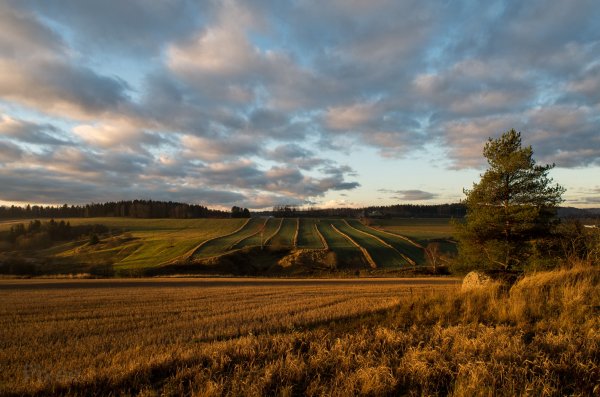 Nikkor 20mm AI 3.5  at f11.jpg