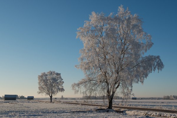 Koivut_lakeudella.jpg