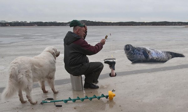 sealfie.jpg