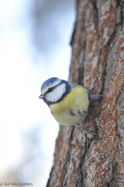 parcae_oulu_hietasaari_130313_III.jpg