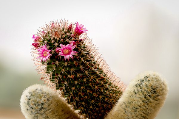 Focusstack (1 of 1)-2.jpg