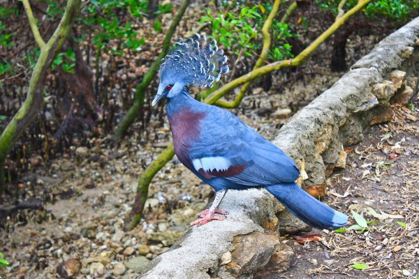 Victoria Crowned Pigeon.jpg