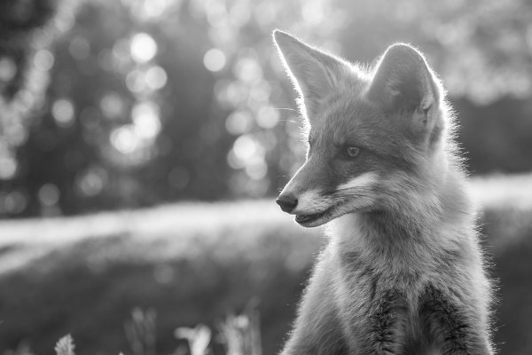 nature_cityfox442_bw_web.jpg