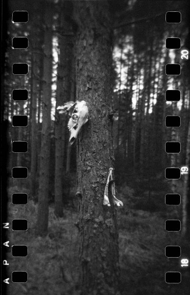 Holga kallo.jpg