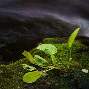 Nukarinkoski XV